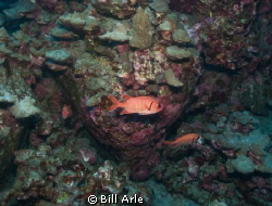 Soldierfish.  Big Island, Hawaii.  Canon G10. Ikelite hou... by Bill Arle 